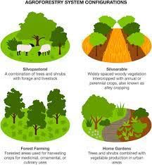 Agroforestry Design, Syntropic Agroforestry, Subtropical Forest, Forest Farming, Wild Sheep, Regenerative Farming, Precision Agriculture, Lamb Recipe, Conservation Of Natural Resources