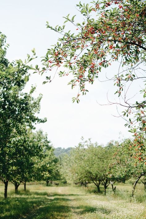 Planning for a Homestead Orchard - Our Future Homestead Campanula Flowers, Cherry Images, Orchard Garden, Orchard Tree, Cherry Orchard, Cherry Picking, Ghost Light, Farm Photo, Apple Orchard