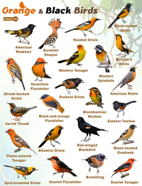 Orange and Black Birds – Facts, List, Pictures Birds Species, Names Of Birds, Backyard Birds Sanctuary, Pig Breeds, Birds Photography Nature, Types Of Birds, List Of Birds, Bird Facts, Bird Identification