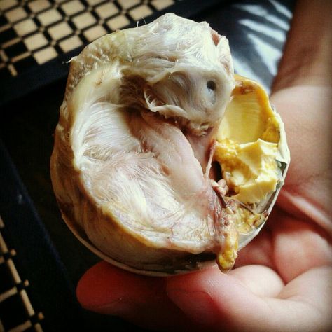 Balut, Philippines...this is so yucky!!!  Cooking a fertilized duck egg... Balut Egg Philippines, Balut Egg, Extreme Food, World Photo, Weird Food, Filipino Recipes, Camembert Cheese, Food Dishes, Chef