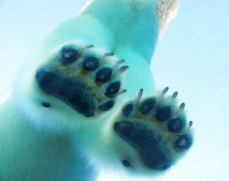 Funny Wildlife, funnywildlife: funkysafari: A polar bear’s paws... Polar Bear Paw, Snowshoes, Go Big Blue, Bear Dog, A Basketball, Bear Paws, White Bear, Bear Art, Polar Bears