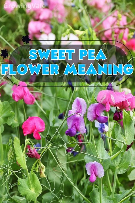 Sweet Pea Flower Meaning Sweet Pea Flower, Lathyrus Odoratus, Sweet Pea Flowers, Flower Meanings, Pea Flower, Sweet Peas, Best Practices, Sweet Pea, Peas