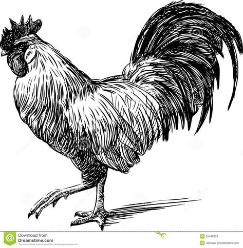 Photo about Vector image of the profile of a rooster. Illustration of white, tail, feathery - 30488803 Black Clipart, Rooster Illustration, Rooster Vector, Farm Prints, Animal Line Drawings, Wood Burning Patterns Stencil, Chicken Logo, Line Art Images, Rooster Painting