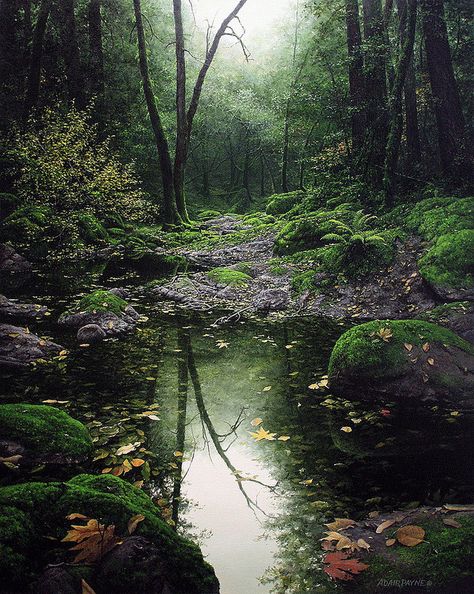 Moss Covered, Early Morning, Enchanted, Trees, Forest, Running, Plants, Green