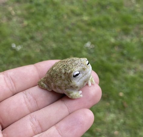 Rain Frogs, Rain Frog, Pet Frogs, Small Frog, Frog Pictures, Cute Reptiles, Funny Frogs, Frog Art, Green Frog