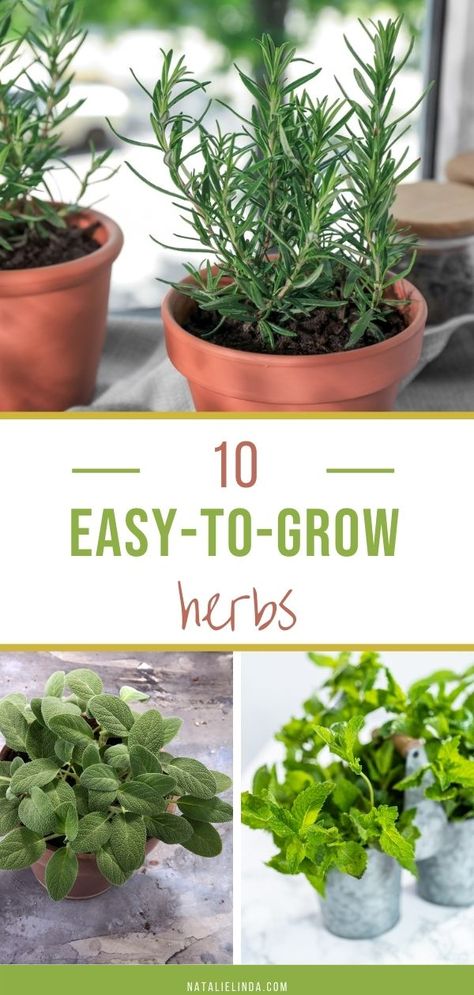 Garden Herbs Outdoor Planters, How To Start An Herb Garden, Herb Pots Outdoor, Diy Herb Garden Outdoor, Grow Herbs Outdoors, Window Herb Garden Indoor, Small Herb Garden Ideas, Potted Herb Garden Ideas, Herb Garden Ideas Outdoor