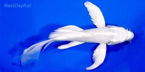 platinum-butterfly-koi Butterfly Koi, Water Features In The Garden, Koi Fish, Water Features, Koi, Platinum