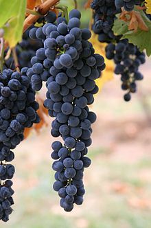 Ancient Roman vineyard unearthed Grapes Benefits, Black Grapes, Growing Grapes, Wine Cheese, Riesling, Italian Wine, Wine Making, Malbec, Fruits And Veggies