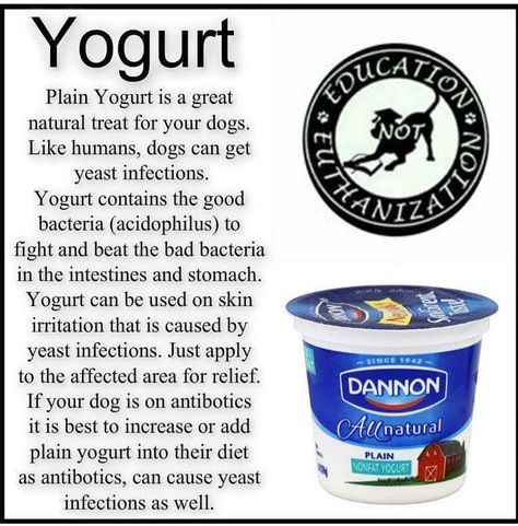 Plain yogurt is a great treat that can help with yeast infections in your dog Diy Yeast, Yeast Infection On Skin, Yogurt For Dogs, Chronic Yeast Infection, Yeast Infection Symptoms, Candida Yeast, Yeast Infections, Healthy Bacteria, Homemade Dog Food