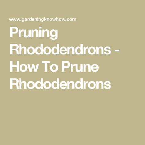 Pruning Rhododendrons - How To Prune Rhododendrons Rhododendron Bush, Pruning Rhododendrons, Being Popular, Pruning Saw, Woodland Plants, Home Landscape, Fine Gardening, Plant Health, Evergreen Shrubs