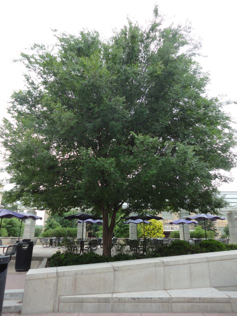 Lacebark Elm, Screen Trees, Chinese Elm Tree, Windbreak Trees, Leaf Beetle, Elm Tree, Drought Resistant, Landscape Trees, Lawn And Garden