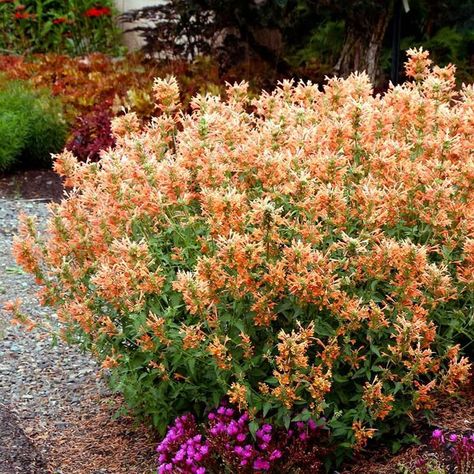 Dead Hedge, Flowers That Attract Butterflies, Long Blooming Perennials, Perennial Flower, Plant Breeding, Plant Varieties, Terra Nova, Fragrant Plant, Summer Plants