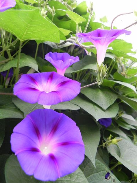 Purple Morning Glories - long lasting, fast growing and wonderful! (1) From: Uploaded by user, no url Morning Glory Flowers, Garden Vines, Morning Glories, Moon Flower, Flowering Vines, Morning Glory, Fast Growing, Beautiful Blooms, Flower Photos