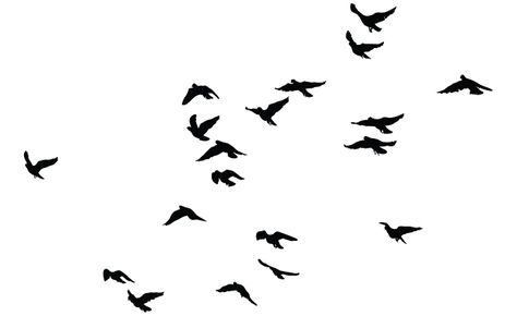 birds Group Of Birds, Bird Flock, Vogel Silhouette, Birds For Kids, Bird Outline, Birds Vector, Lukisan Lanskap, Bird Vector, Bird Sanctuary