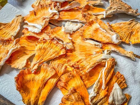 How to Store Chicken of the Woods Mushrooms Venison Ribs, Freezing Chicken, Fall Woods, Wild Mushroom Recipes, Venison Jerky, Squirrel Food, Dehydrated Chicken, Chicken Of The Woods, Game Recipes