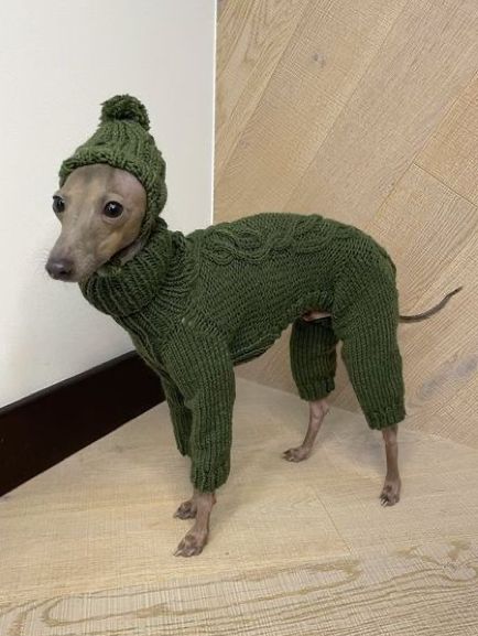 Jumpsuit Sweater, Italian Greyhound Clothes, Greyhound Puppy, Italian Greyhound Dog, Grey Hound Dog, Silly Dogs, Sweater Jumpsuit, Silly Animals, Italian Greyhound