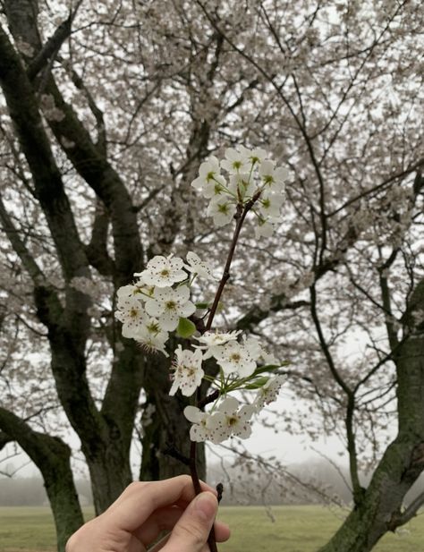 some flowers i picked off my pear tree. #flowers #aesthetic #photography #blossom Pear Tree Aesthetic, Tree Aesthetic, Tree Flowers, Pear Blossom, Pear Trees, Flowers Aesthetic, Pear Tree, Blossom Tree, Blossom Trees