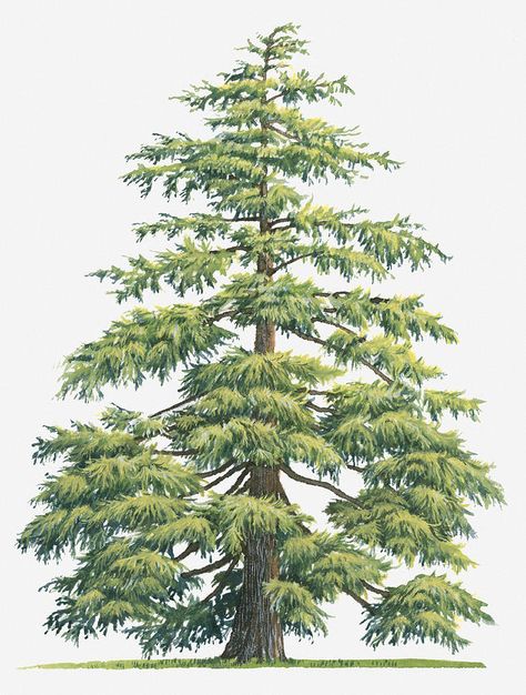 Tree Watercolour Painting, Painting White Background, Deodar Cedar, Tree Watercolour, Cedrus Deodara, Tree Poster, Cedar Tree, Illustration Botanique, Cedar Trees