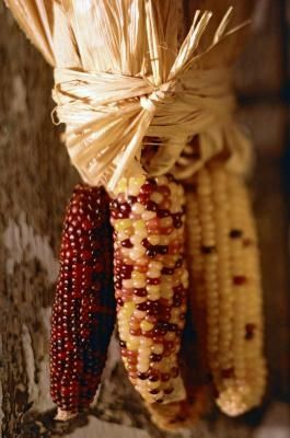 Varieties of Indian Corn Gourd Wreaths, Indian Corn Decorations, Indian Corn Wreath, Dried Wreaths, Corn Party, Gem Corn, Harvest Thyme, Glass Gem Corn, Homemade Yogurt Recipes