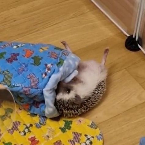 twitter video link Hedgehog Pet, Glowing Art, Simple Pictures, Kpop Memes, Baby Animals, Mini Albums, Cute Animals, Kids Rugs, Memes