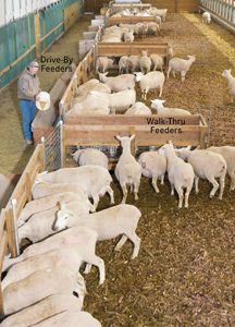 Grain, Silage and Hay Feeder Plans Goat Grain Feeder Ideas, Goat Feeders Grain, Goat Feeder Ideas For Grain, Barn Organization Ideas, Sheep Feeders, Raising Sheep, Sheep Barn, Farm Livestock, Goat Feeder