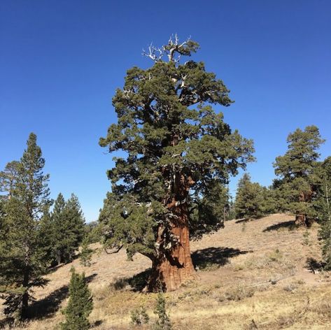 California Oak Trees, Sequoia Trees California, Lone Cypress Tree California, Live Earth, Juniper Tree, California Nature, Tree Furniture, Ancient Tree, Big Tree