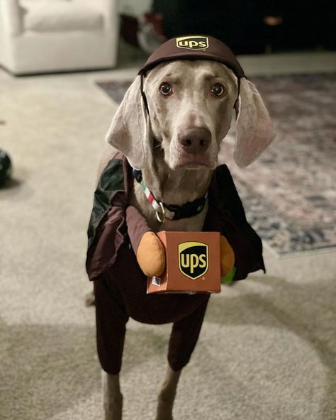 #TargetStyle : @jkboothby : Target Finds California Costumes, United Parcel Service, Parcel Service, Target Finds, Target Style, Cute Costumes, Dog Costume, Weimaraner, Pet Costumes