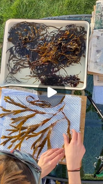 Sarah Jane Gordon Art on Instagram: "This seaweed was collected for me by my lovely Mummy @miss_stringsmith from Anglesey on her holiday, she dried it on her canal boat and sent it to me, it has been waiting for it’s moment, today was the day, it’s amazing how it rehydrated so quickly, seaweed really is amazing! Some beautiful forms, this will be ready to get out of the press in 3 weeks - I can’t wait!!   #anglesea #seaweed #pressingseaweed #seaweedlover #seartist #artistatwork #seainspiredart #pressedseaweed" How To Press Seaweed, Dried Seaweed Art, Seaweed Pressing, Watercolor Seaweed, Sea Inspired Art, Seaweed Art, Gelli Printing Art, Gel Printing, Wax Art