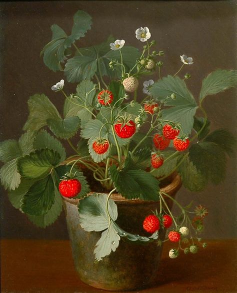 STRAWBERRIES IN A POT, BY OTTO DIDERICH OTTESEN  (I love the water drops on the leaves) Strawberries In A Pot, Strawberry Plants, Wild Strawberries, Art Et Illustration, A4 Poster, Still Life Art, E Card, Arte Floral, Vintage Artwork