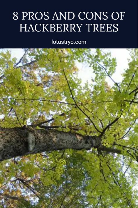 Before planting a hackberry tree (Celtis occidentalis), it’s essential to know its benefits and drawbacks. This native tree is favored for its durability and low maintenance needs, making it great for specific environments. However, understanding possible issues such as pest susceptibility and growth preferences can affect your gardening choices Celtis Occidentalis, Hackberry Tree, Low Maintenance Landscaping, Wildlife Habitat, Pros And Cons, Low Maintenance, Ecology, Planting, Outdoor Spaces