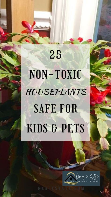 Want to add some living plants into your home decor | Here is a list of 25 safe, non-toxic house plants which won't hurt your pets or kids. Click to see and read about them. Bird Safe House Plants, House Plants Safe For Dogs, Pet Safe House Plants, Non Toxic House Plants, Pet Safe Plants, Cat Safe House Plants, Pet Friendly House Plants, Safe House Plants, Toxic Plants