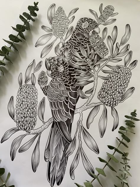 Australian Flora And Fauna Tattoo, Black Cockatoo Art, Australian Animal Tattoo, Australian Bird Tattoo, Black Cockatoo Tattoo, Floral Arm Tattoo, Tattoos 2024, Australian Tattoo, Drawing Birds