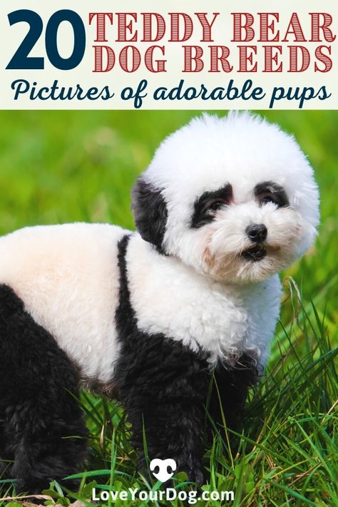 Thinking to adopt a dog that looks like a fluffy teddy bear? In the article below, we look at our favorite dog breeds that look like little fluffy toy teddy bears! #LoveYourDog #DogBreedsThatLookLikeTeddyBears #TeddyBearDogBreeds #DogLooksLikeBear #PandaBearDog #CuteDogs #FluffyDOgs Teddy Bear Dog Breed, Teddy Bear Dogs, Bear Dog Breed, Bear Dogs, Fluffy Teddy Bear, Dogs Photos, Teddy Bear Puppies, Dog Breeds Pictures, Dog Bread