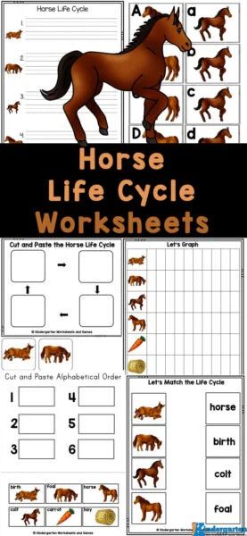 Horse Life Cycle Worksheets Horse Worksheets, Fish Life Cycle, Plant Life Cycle Worksheet, Life Cycles Preschool, Letter E Activities, Horse Activities, Cycle For Kids, Bee Life Cycle, Apple Life Cycle