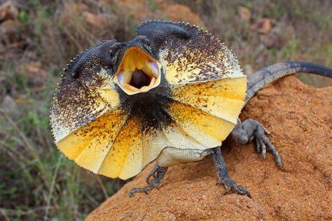 frilled-neck lizard Lizard Squad, Elements Of Design Shape, Frilled Lizard, Lizard Dragon, Chameleon Lizard, Reptile Snakes, Unusual Animals, Australian Animals, Komodo