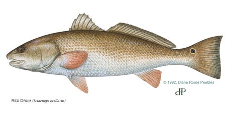 Red Drum Fish, Florida Fish, Texas Coast, Salt Water Fish, Saltwater Fish, Fishing Pictures, Fish Illustration, Fish Drawings, Coastal Landscape