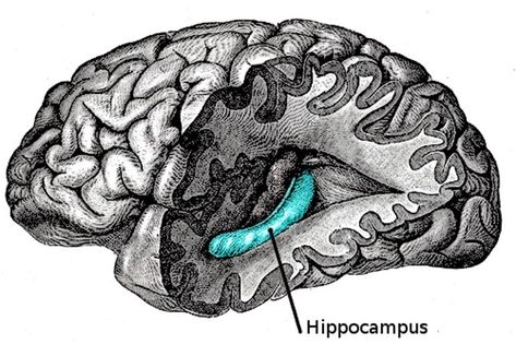 Hippocampus Brain, Corpus Callosum, Ap Psychology, Benefits Of Mindfulness, Brain Cells, Elderly People, Brain Power, Brain Activities, Connect The Dots