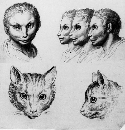 Have you ever wondered what would have happened if humans had evolved from  any other animal than monkeys, let’s say from a bull or lion… Animal Personification, Evolved Human, Weird Drawings, Art Theory, Art Classique, A Level Art, Like Animals, Arte Animal, Human Art