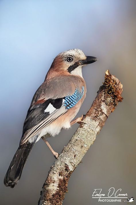 Jay Bird Drawing, Eurasian Jay, Eagle Drawing, Bird Drawing, Jay Bird, Lovely Creatures, Felt Birds, Bird Drawings, Pretty Birds