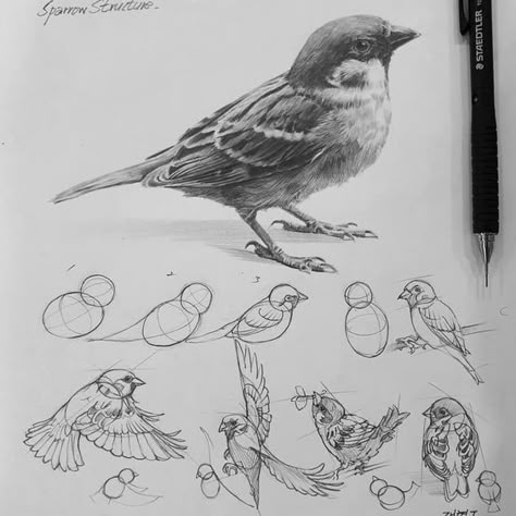 Nature Study Drawing, Wallpapers Iphone Aesthetic, Bird Pencil Drawing, Korean Drawing, Nature Sketches, Pencil Tutorial, Bird Shape, Structural Drawing, Pencil Drawings Of Animals