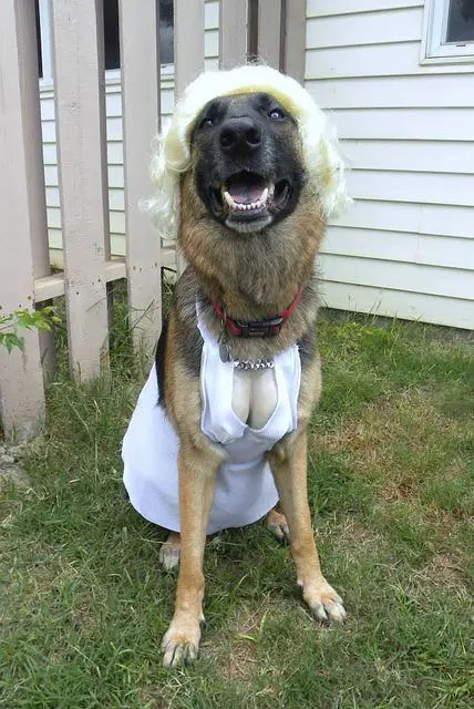 40+ Best German Shepherd Halloween Costume Ideas - The Paws Funny Dog Costumes Halloween, Creative Dog Costumes, Big Dog Costumes, Dog Costume Ideas, Large Dog Costumes, Puppy Halloween Costumes, Best Dog Costumes, Costumes For Dogs, Dog Costumes Funny