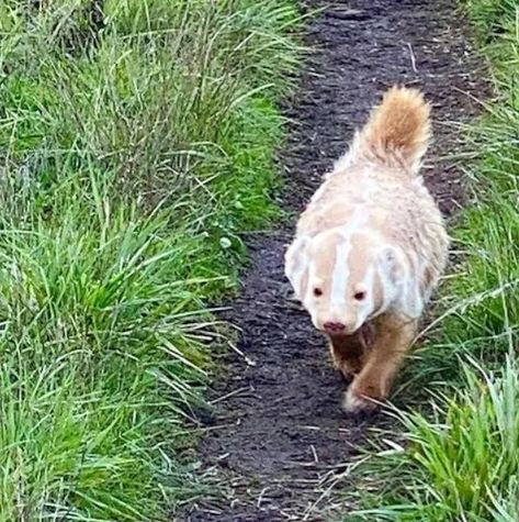 Badger Aesthetic, Leucistic Animals, American Badger, Point Reyes National Seashore, Ivory Soap, Albino Animals, Point Reyes, Genetic Mutation, Nature Photographer