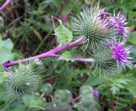 Liver Healing, Biennial Plants, Harvesting Herbs, Natural Farming, Grow Taller, Chinese Herbal Medicine, Magenta Flowers, Herb Gardening, National Flower