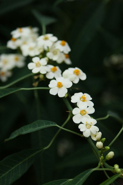 9. Euphorbia fulgens -korallityräkki Euphorbia Flower, Farm Garden, Flower Names, Pottery Designs, Farm Gardens, Dark Background, Types Of Flowers, White Flower, Dark Backgrounds