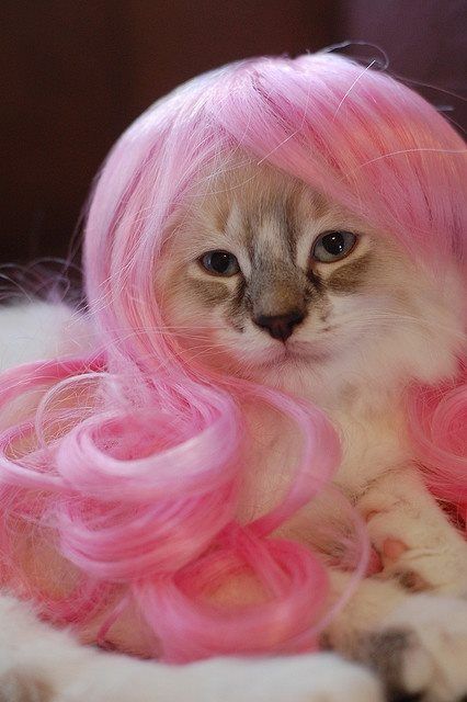 cat wearing pink wig National Cat Day, Cat Fashion, Crazy Cat Lady, Cat Photo, Crazy Cats, Cat Day, Cool Cats, Pink Hair, A Cat