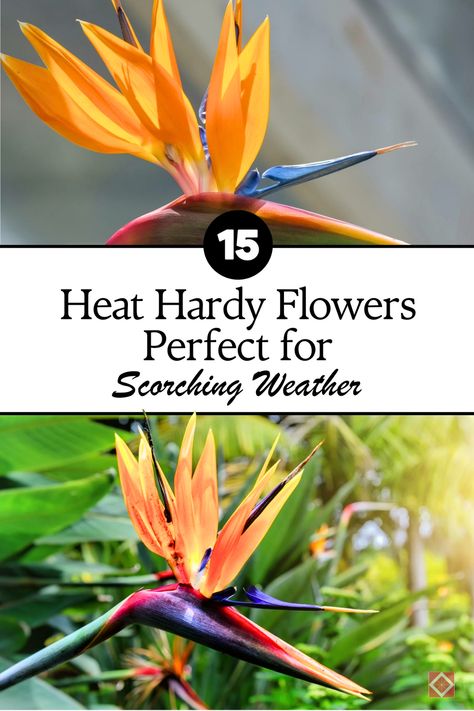 Looking for flowers that can handle extreme heat? Here are 15 heat-loving flowers that thrive in scorching weather and require little maintenance. These tough blooms will keep your garden full of life, even during droughts and heatwaves. Pin this to your gardening board and learn how to choose the best plants for a hot, sunny garden that stays vibrant all summer long! Plants That Can Take Full Sun And Heat, Ocimum Tenuiflorum, Full Sun Flowers, Portulaca Grandiflora, Florida Garden, Sunny Garden, Drought Tolerant Landscape, Sun Flowers, Best Plants