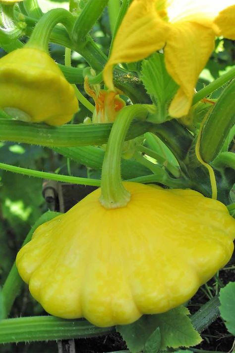 Want to grow your own squash this summer? We'll teach you all of the basics, and share some of our favorite varieties and cultivars. Get the scoop now on Gardener's Path. Squash Growing, Pan Squash, Squash Plant, Yellow Squash, Plant Photography, Home Vegetable Garden, Summer Squash, Squash Recipes, Food Drawing