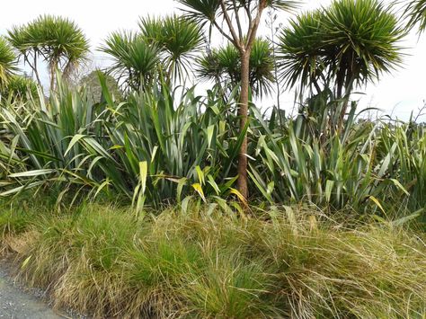 Flax with carex & cabbage trees Nz Native Trees, Nz Native Plants, Modernist Garden, Nz Plants, Cabbage Tree, Native Plant Landscape, Small Tropical Gardens, Native Gardens, Ferns Garden