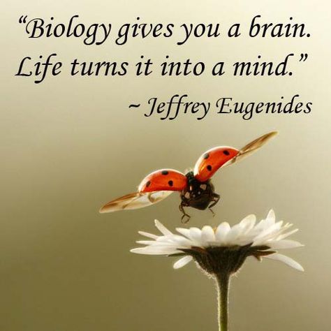 “Biology gives you a brain. Life turns it into a mind.” — Jeffrey Eugenides Biology Quotes, Biology Quote, Biology College, Biology Projects, Inspirational Quotes For Students, Science Quotes, Classroom Quotes, Biology Teacher, Student Humor