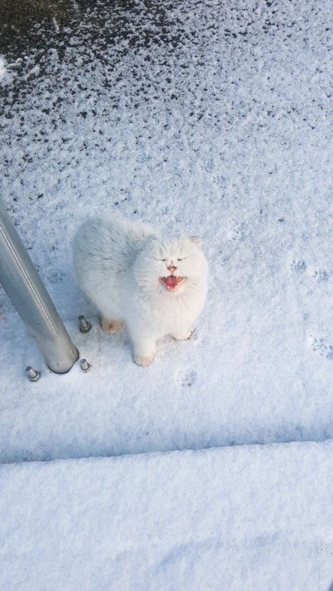 Snow Cat, Snow Animals, Bulletin Board Ideas, Cat Boarding, Silly Cats, Pretty Cats, Board Ideas, 귀여운 동물, Baby Cats